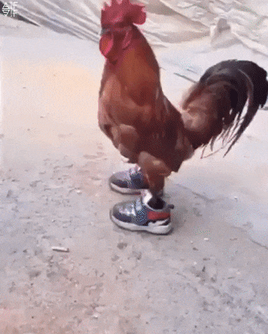 Foto do usuário